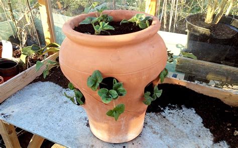 How To Plant Up A Terracotta Strawberry Pot David Domoney Terracotta