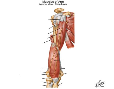 3d anatomy tutorial on the muscles of the upper arm using. Muscles of Arm-anterior deep