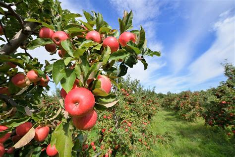 13 Best Apple Orchards In Kentucky To Visit This Fall