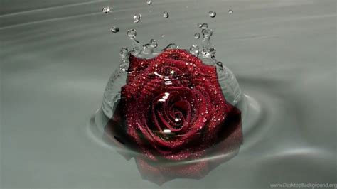 Red Roses With Water Drops 1280x720 Download Hd Wallpaper
