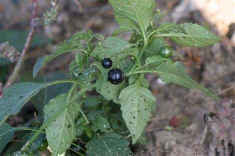 It can be grown either as a perennial in warm subtropical or tropical regions or as an annual in a temperate the deep purple leaves of this plant look almost black. Eastern black nightshade - Solanum ptycanthum - Plant ...