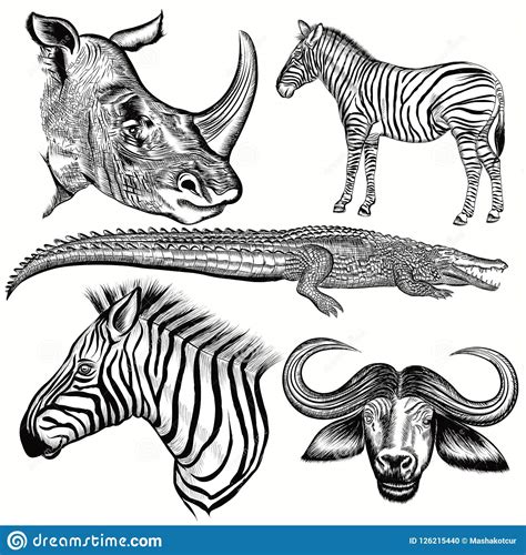 Set Of Vector Hand Drawn African Animals Stock Vector Illustration Of