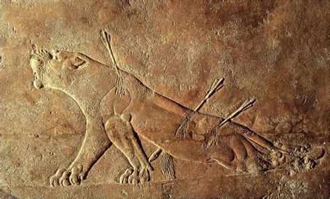 640 Bce Dying Lioness A Tragic Painful Scene Neo Assyrian Nineveh