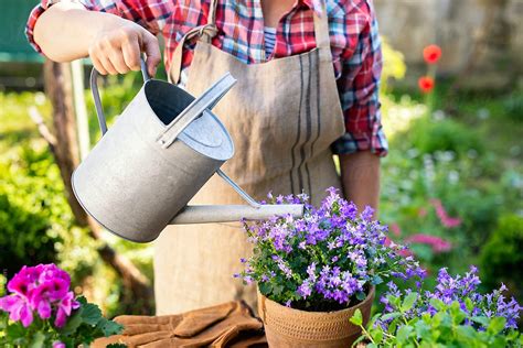 Woman Watering Repotted Bellflower Campanula Plant By Stocksy