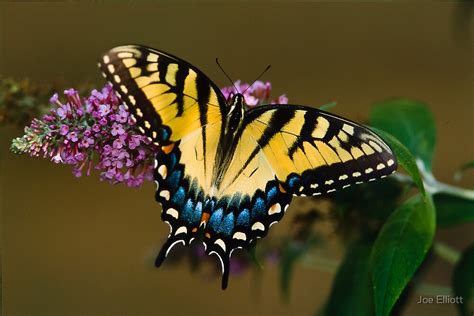 (currently not available through the incubator). "Tiger Swallowtail" by Joe Elliott | Redbubble