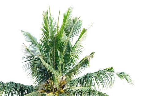 Palm Tree With White Background Photo Free Download