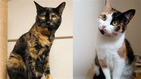 Genetics Reveals Why Tricolor Cats Are Female Postposmo