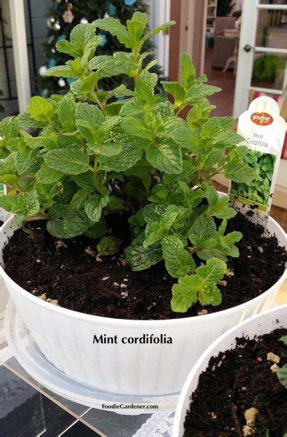 Grow Mint Indoors Spearmint And Peppermint Growing Mint Indoors