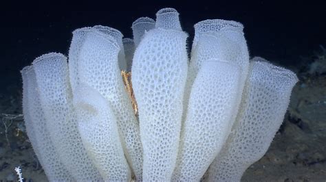 Deep Sea Sponges May Hold Key To Antibiotic Resistance
