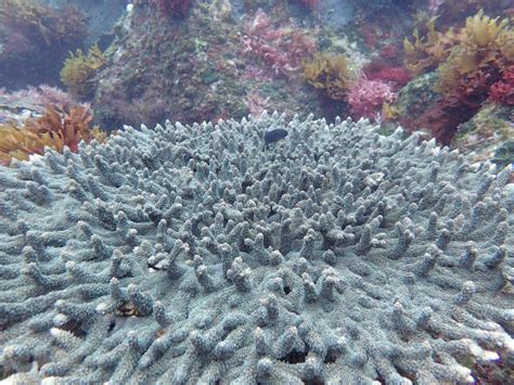 Study Shows Ocean Acidification Is Having Major Impact On Marine Life