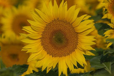 Intricate Design Of The Sunflower Photograph By Lynn Hopwood Fine Art