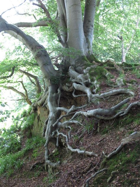 Exposed Roots Of A Beech Tree Near Cat © Mike Quinn Geograph