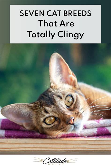 Seven Cat Breeds That Are Totally Clingy In 2020 Cat Breeds All Cat