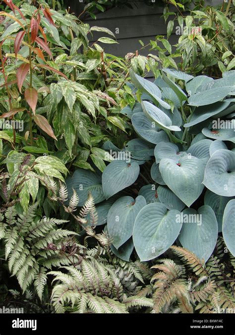 Hostas And Ferns In Shade Garden In Seattle Stock Photo Alamy