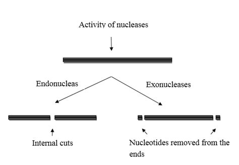Qual é a diferença entre endonuclease e exonuclease? Difference Between Endonuclease and Exonuclease | Compare ...