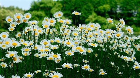 Download Wallpaper 1920x1080 Daisies Meadow Trees Summer Full Hd