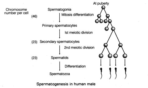 The Correct Sequence Of Spermatogenic Stages Leading To The Formation