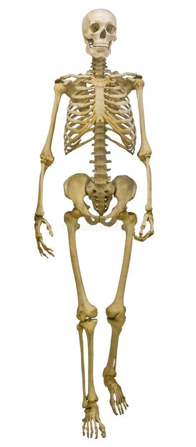 The Human Skeleton Stock Photo Image Of Radius Holiday 81656