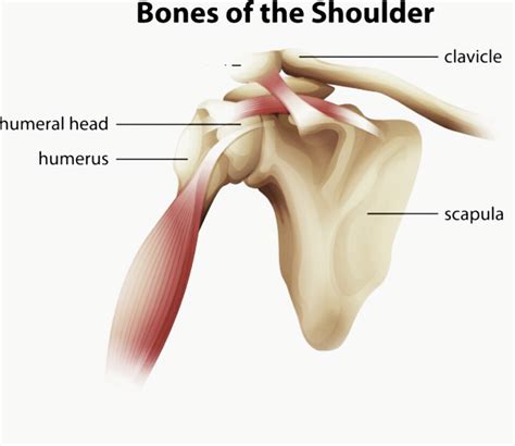 Each vertebra has a hole in it. Bones of the Shoulder | Best Ortho Doctor in Bangalore