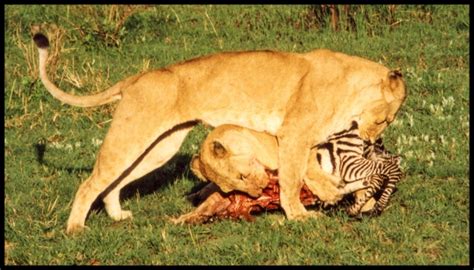 On Safari Two Lions Feeding Photography Images And Cameras