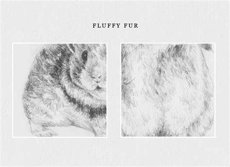 How To Draw Fur Easy And Quick Tips