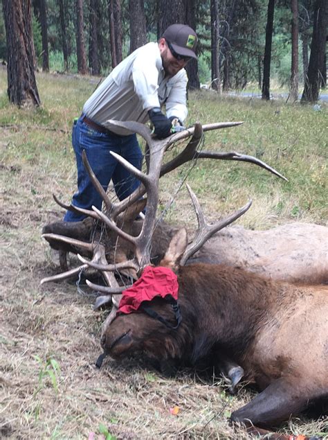 Two Oregon Bull Elk Fought To The Death While Entangled In Barbed Wire