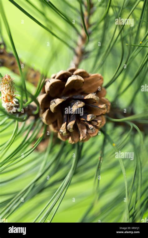 Pine Cone Symmetry Hi Res Stock Photography And Images Alamy