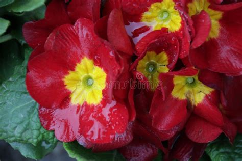 Red Primrose Flower Meadow In Summer Stock Photo Image Of Background