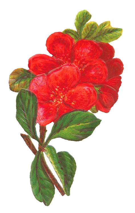 Antique Images Botanical Art Digital Red Flower Download
