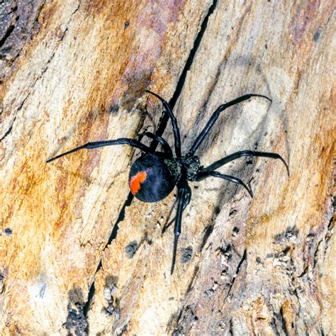 Redback Spider Peter Rowland Photographer And Writer