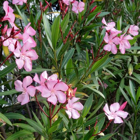 Oleander Oleandrin Is An Extract From The Plant Nerium Oleander