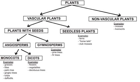 We would like to show you a description here but the site won't allow us. Classifications of flowering and non flowering plants