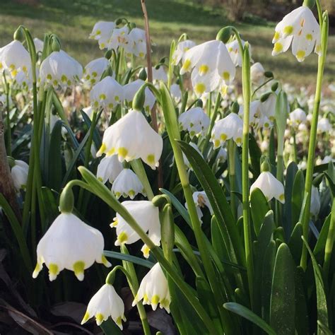 Buy Spring Snowflake Bulbs Leucojum Vernum £699 Delivery By Crocus