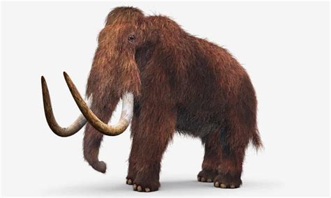 Extinct Mammoths Could Be Given Protected Status In Bid To Save