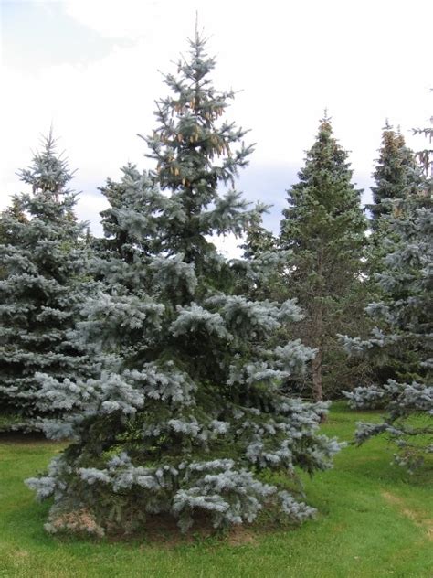 Picea Pungens Colorado Blue Spruce Mount Royal Seeds