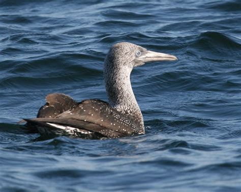 Northern Gannet Birdspix