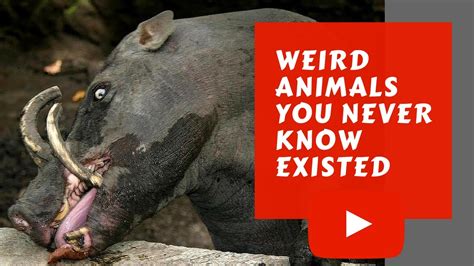 Weird Animals You Never Know Existed Youtube