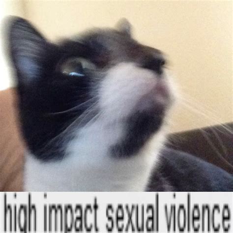 High Impact Sexual Cat High Impact Sexual Violence Know Your Meme