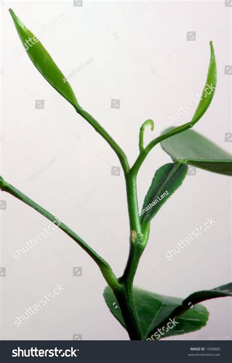 New Growth On Orange Tree Seedling Side View Stock Photo 1090885