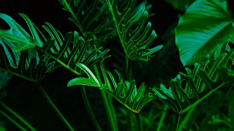 Download Wallpaper 1920x1080 Plant Leaves Green Exotic Full Hd Hdtv