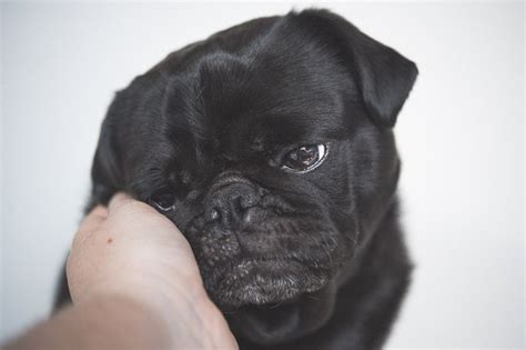 Top 10 Things To Love About Pugs Part Two The Pug Diary Black Pug