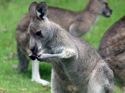 Free Photo Kangaroo Roo Australia Wildlife Free Image On Pixabay