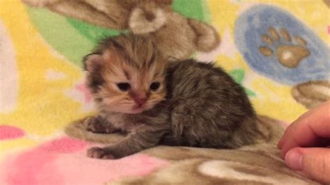 Shelters are emptier, communities are connected, and the lives of pets have changed for the better, thanks to you. Sweet Baby Benny - Golden Teacup Persian Kitten for Sale ...