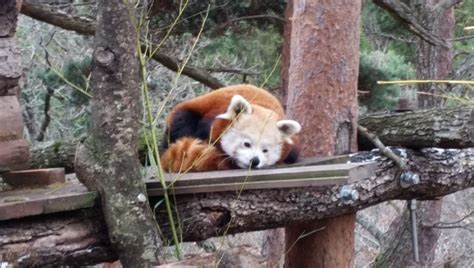 VidÉo Le Bébé Panda Roux Du Parc Animalier Dauvergne Est Une Femelle