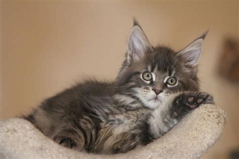 Chaste maine coon kittens ready now maine coon for sale breeders buy kitten. Where to Find Free Maine Coon Kittens » Maine Coon Guide