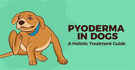 Pyoderma In Dogs A Holistic Treatment Guide Honest Paws Holistic