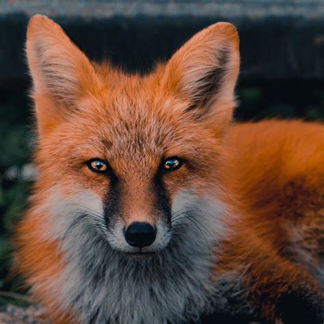 A Portrait Of Fox I Took Rnatureismetal