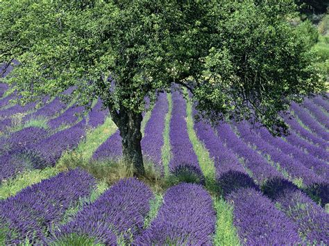 43 Lavender Fields Wallpaper
