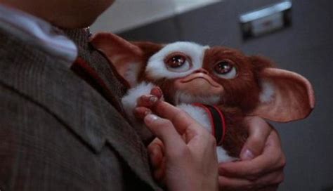 Pin On Gizmo
