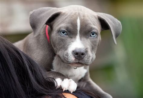 Blue Nose Pitbull Breed Guide Facts Training And Price Marvelous Dogs